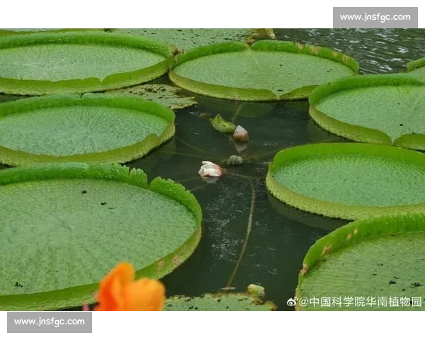 亚马孙王莲：黑夜绽放的 “善变花王”